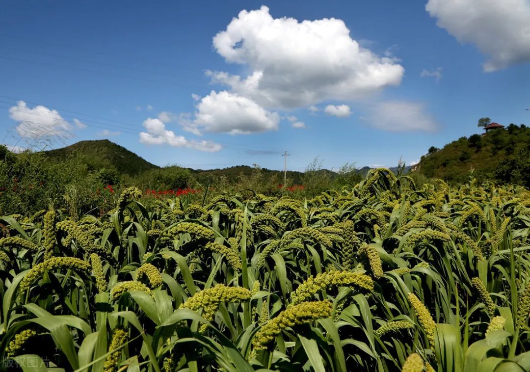 谷子一直是我国以山西为代表北方地区群众的主要粮食来源之一