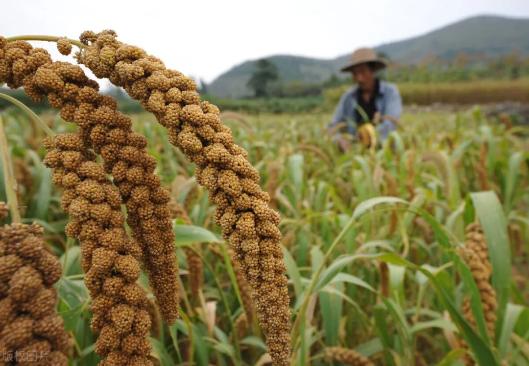谷子在山西省旱作农业中的地位和作用,不妨看看_壶关新闻_壶关融媒体